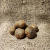 BIO Kiwi